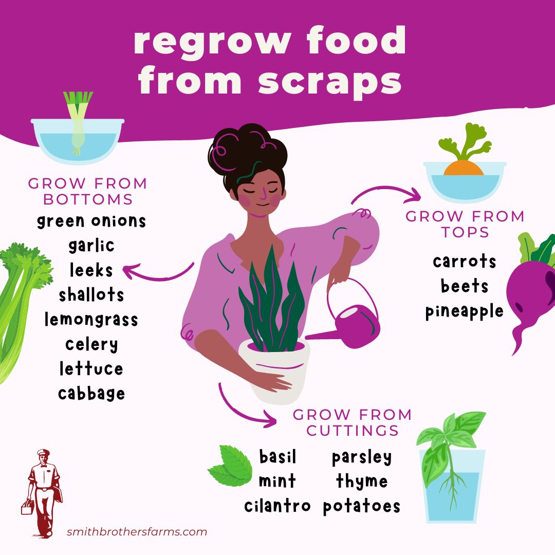 Grow Food from Scraps Infographic